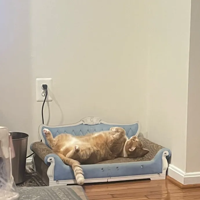 Cat Videos Are My Love Language
