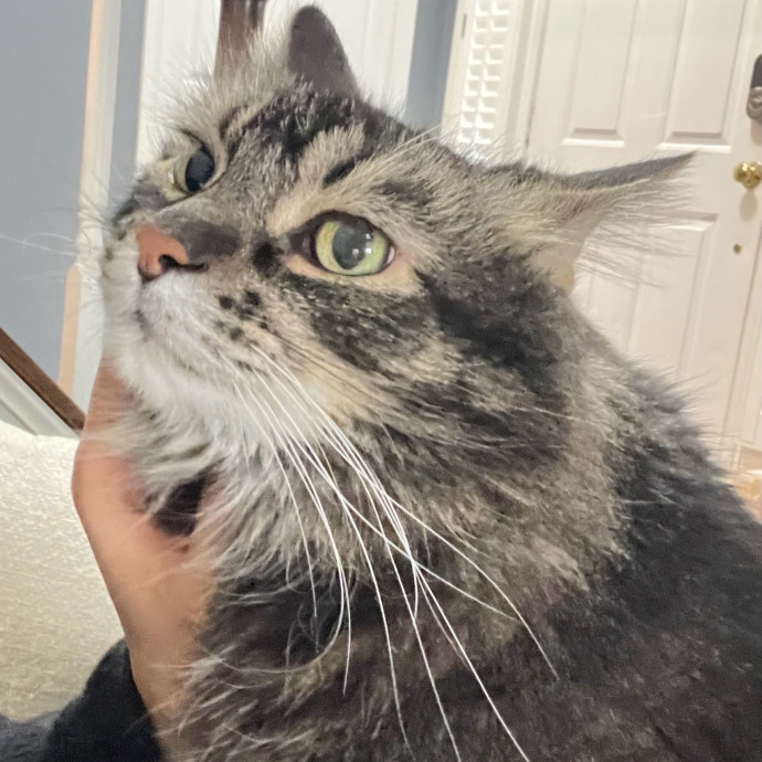 Cat Videos Are My Love Language