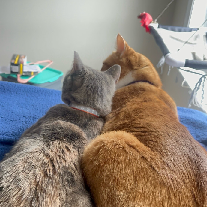Cat Videos Are My Love Language