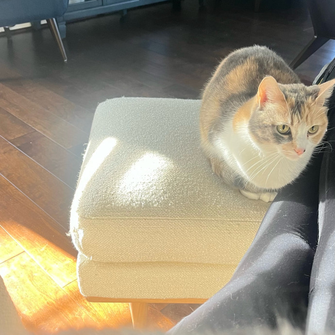 Cat Videos Are My Love Language