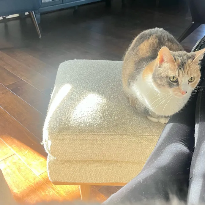 Cat Videos Are My Love Language