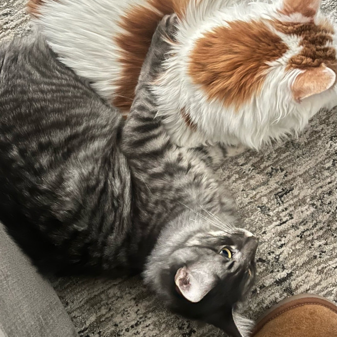 Cat Videos Are My Love Language