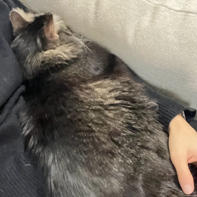 Cat Videos Are My Love Language