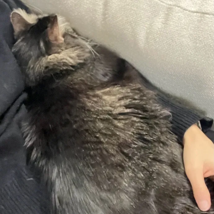 Cat Videos Are My Love Language