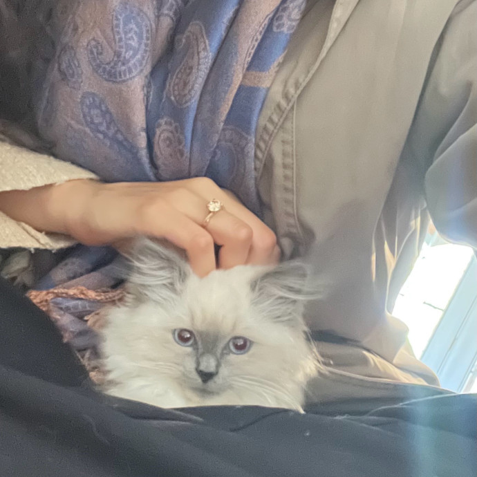 Cat Videos Are My Love Language