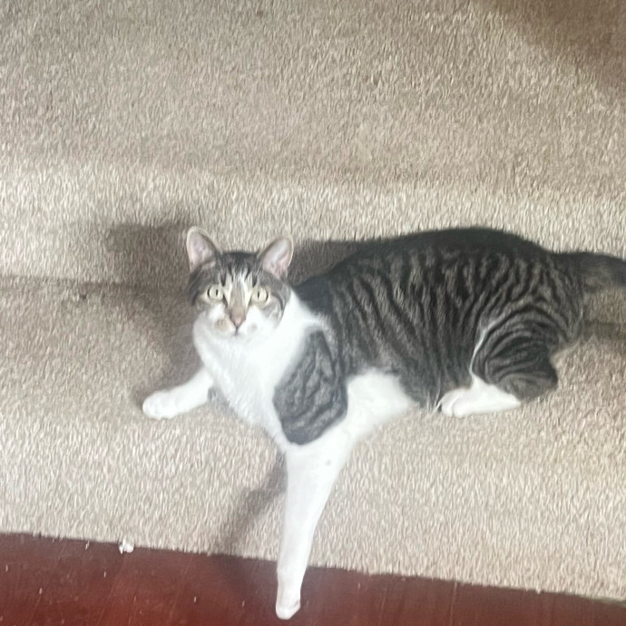 Cat Videos Are My Love Language photo 2