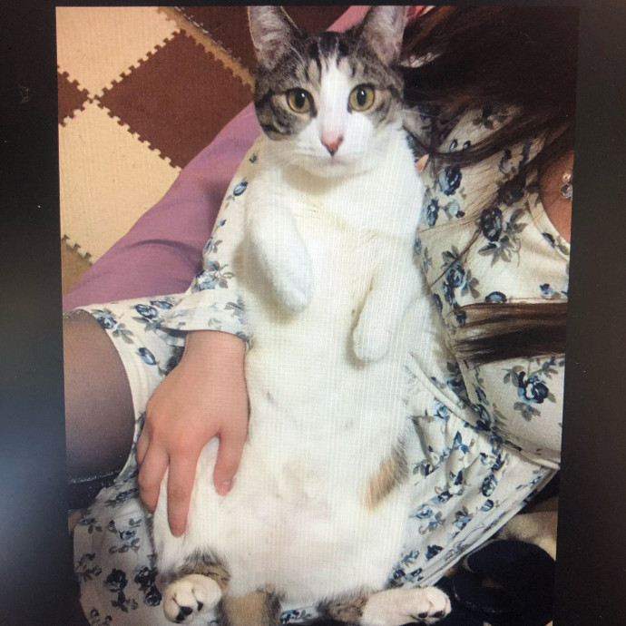 Reliable And Easy-Going Cat Lover