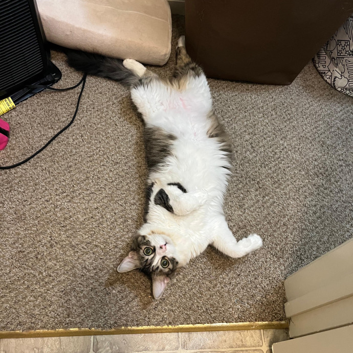 Reliable And Easy-Going Cat Lover