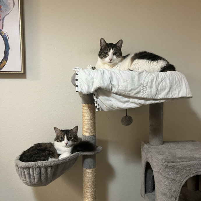 Reliable And Easy-Going Cat Lover