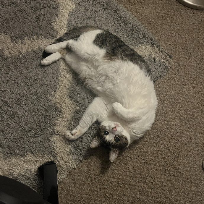 Reliable And Easy-Going Cat Lover