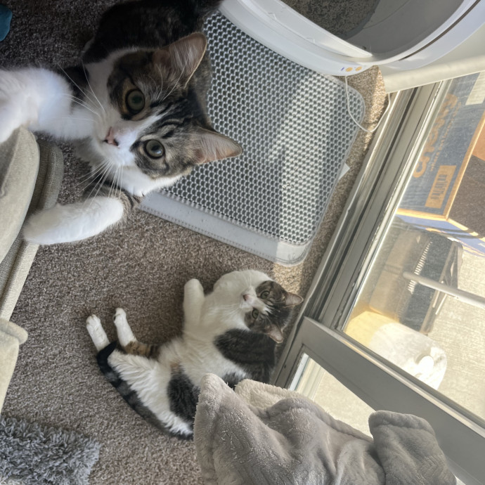Reliable And Easy-Going Cat Lover photo 3