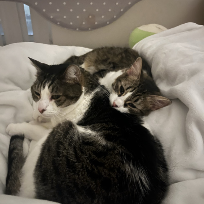 Reliable And Easy-Going Cat Lover photo 2