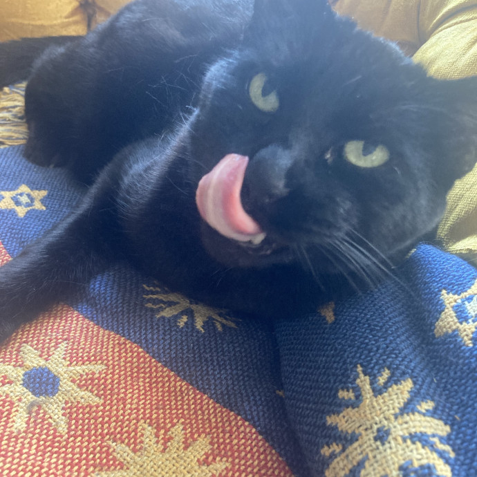Nellie The Kitty Lover