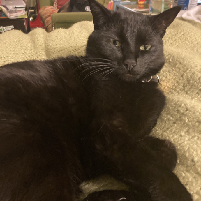 Nellie The Kitty Lover photo 3