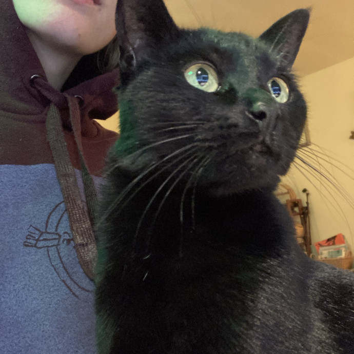 Nellie The Kitty Lover photo 2