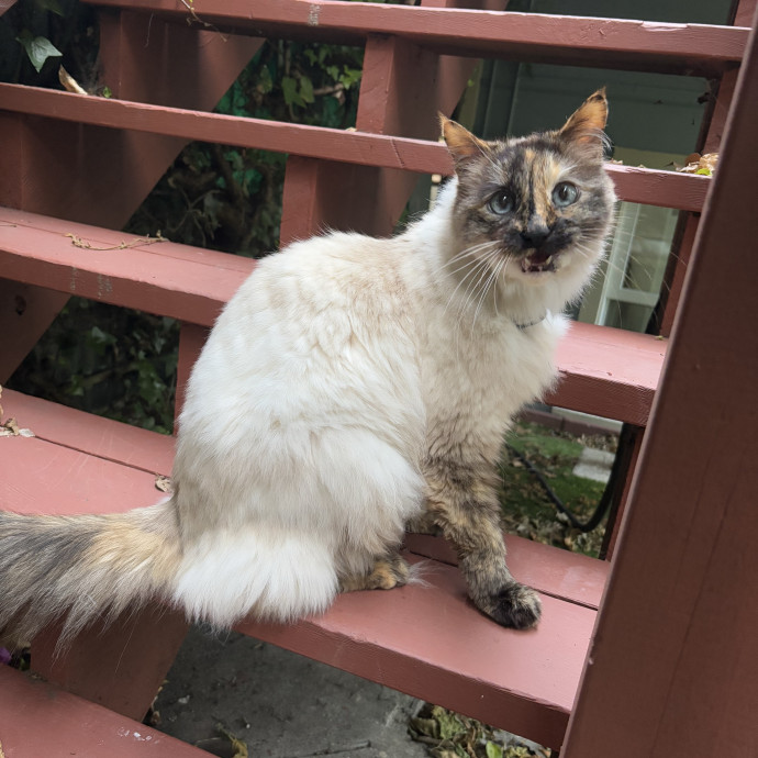 Kat Sits Oakland