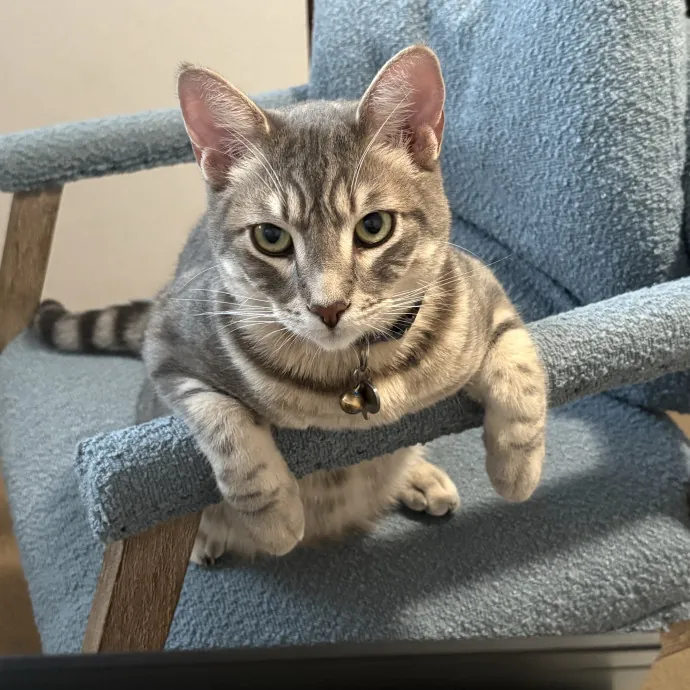 Cat Mom - Happy To Care For Your Babies