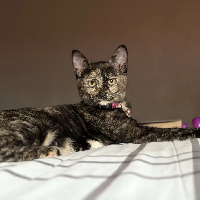 Cat Mom - Happy To Care For Your Babies