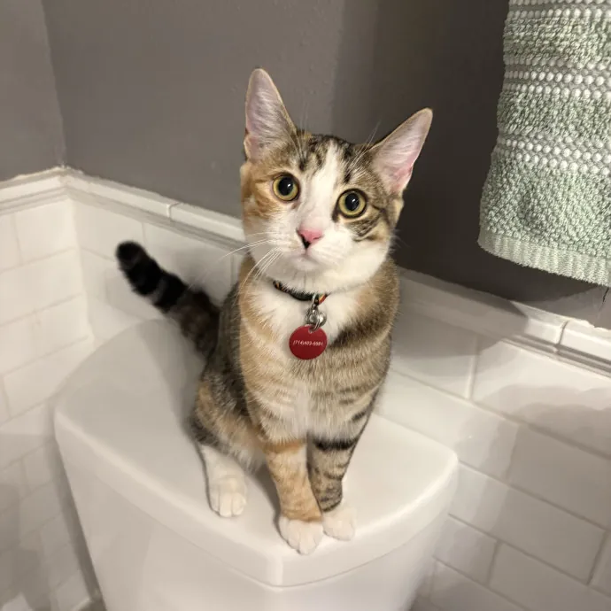 Cat Mom - Happy To Care For Your Babies