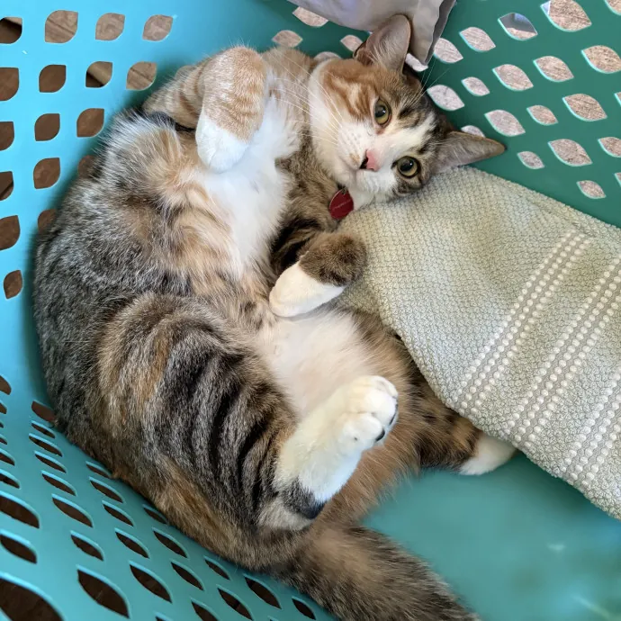 Cat Mom - Happy To Care For Your Babies