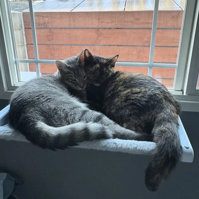 Cat Mom - Happy To Care For Your Babies
