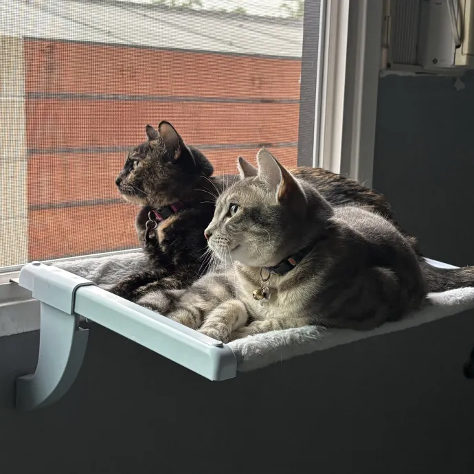 Cat Mom - Happy To Care For Your Babies