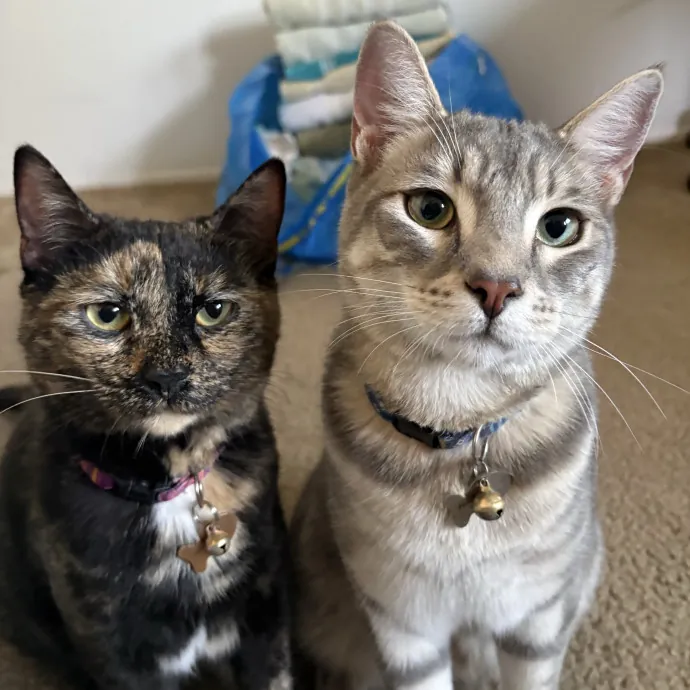 Cat Mom - Happy To Care For Your Babies photo 4