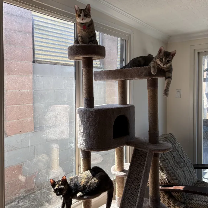 Cat Mom - Happy To Care For Your Babies photo 3