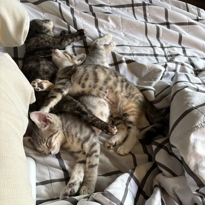 Cat Mom - Happy To Care For Your Babies photo 2