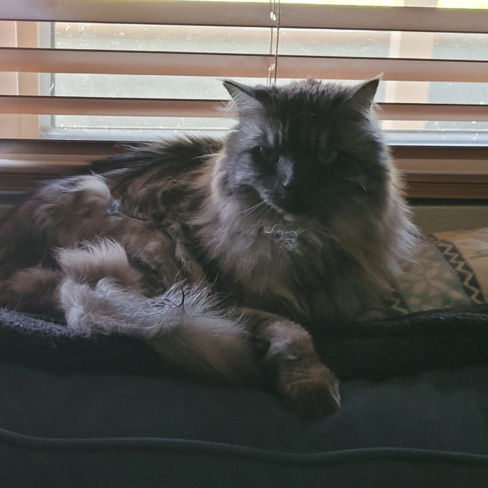 Jen The Whisker Whisperer