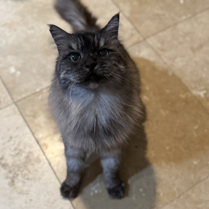 Jen The Whisker Whisperer