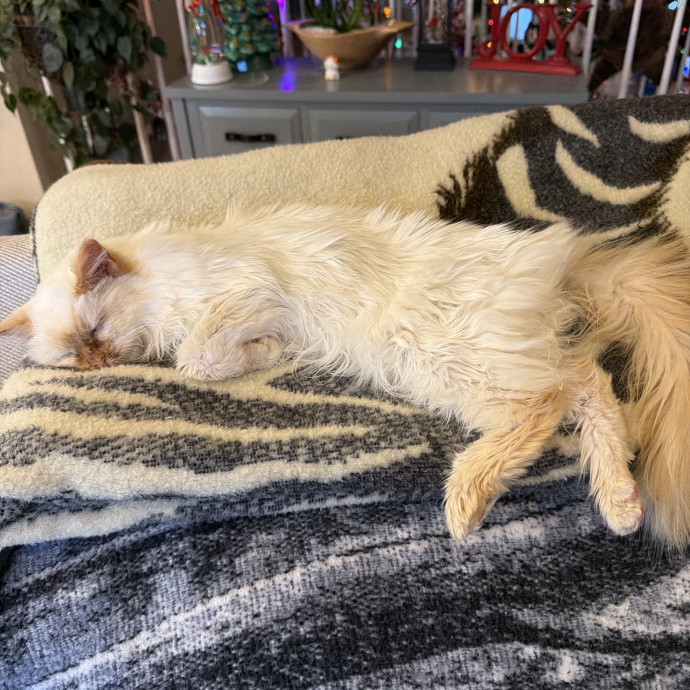 Loving Cat Sitter