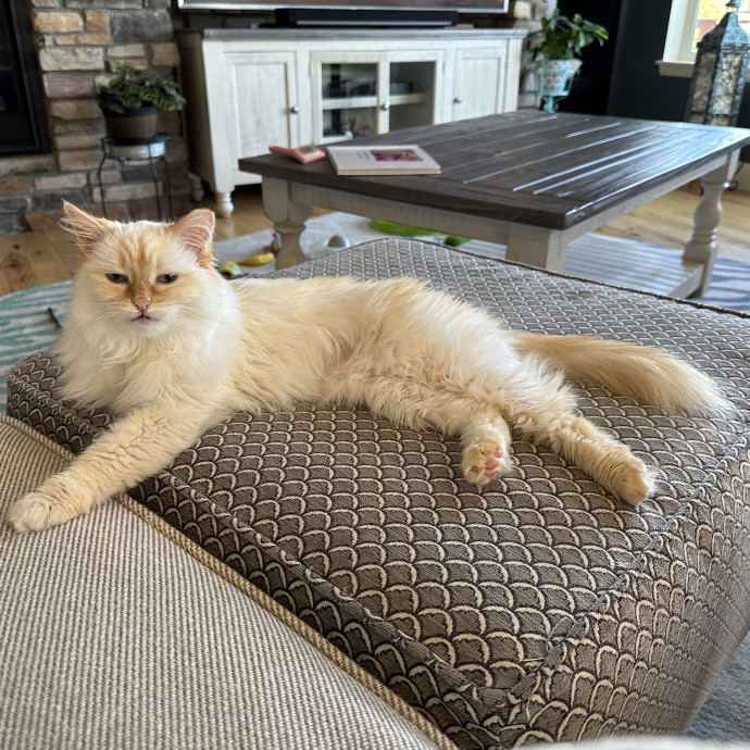 Loving Cat Sitter photo 3