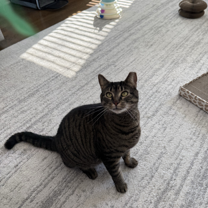 Wfh Deaf Cat Mom