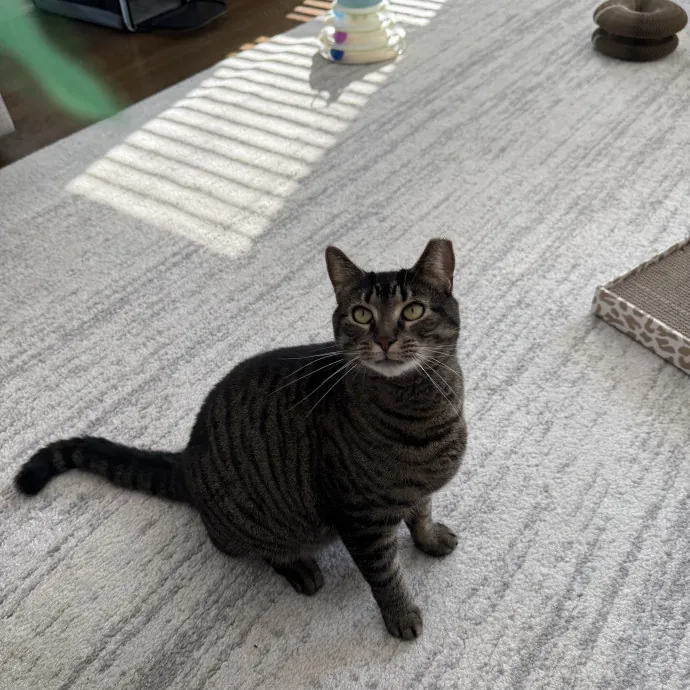 Wfh Deaf Cat Mom