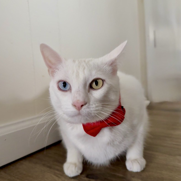 Wfh Deaf Cat Mom