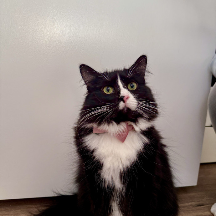 Wfh Deaf Cat Mom