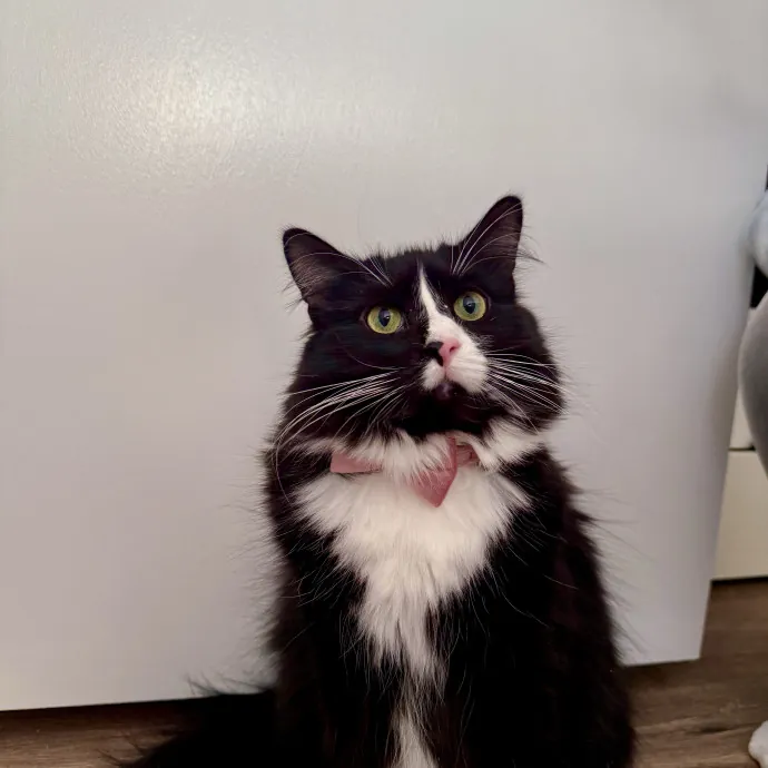 Wfh Deaf Cat Mom