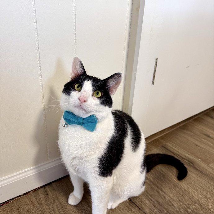 Wfh Deaf Cat Mom
