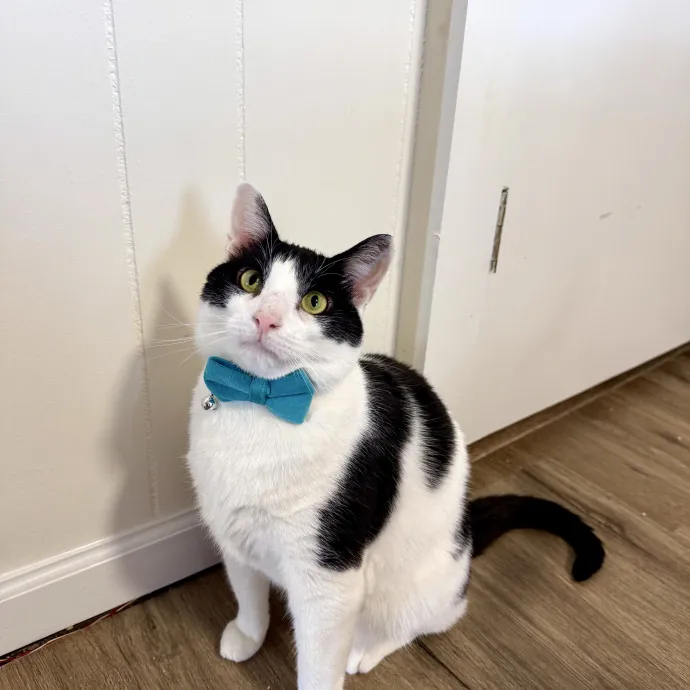 Wfh Deaf Cat Mom