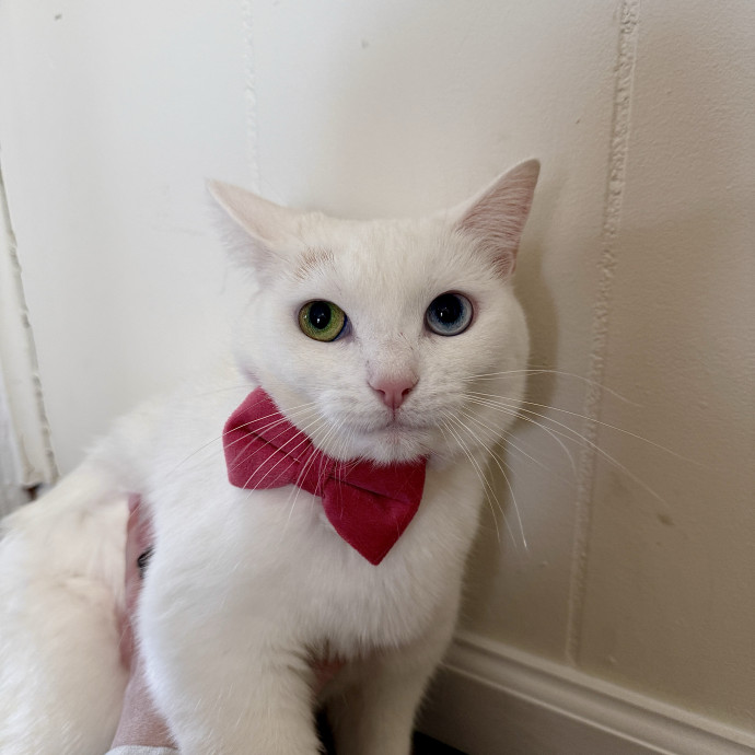 Wfh Deaf Cat Mom