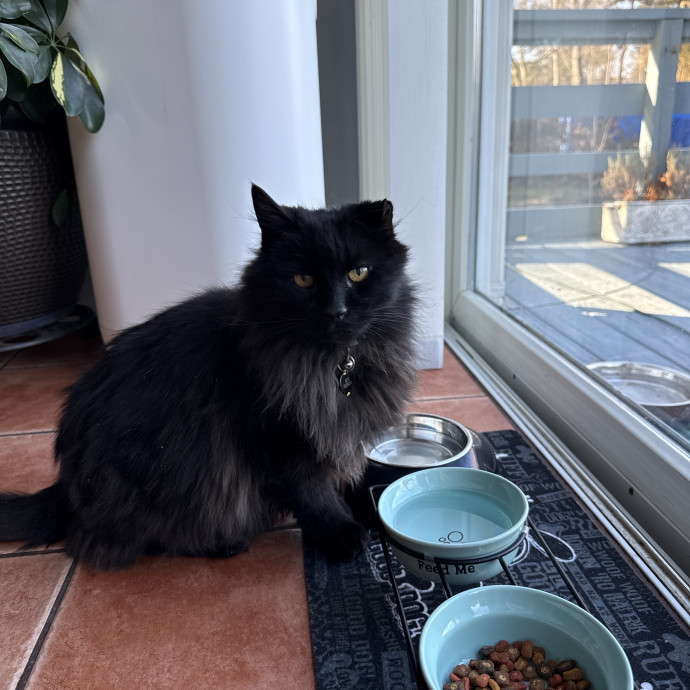 Wfh Deaf Cat Mom