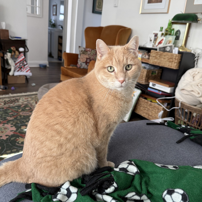 Wfh Deaf Cat Mom photo 3