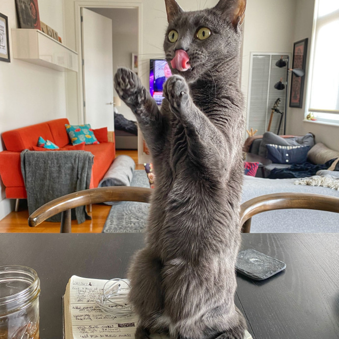 Purrfect Paw Sitter photo 2