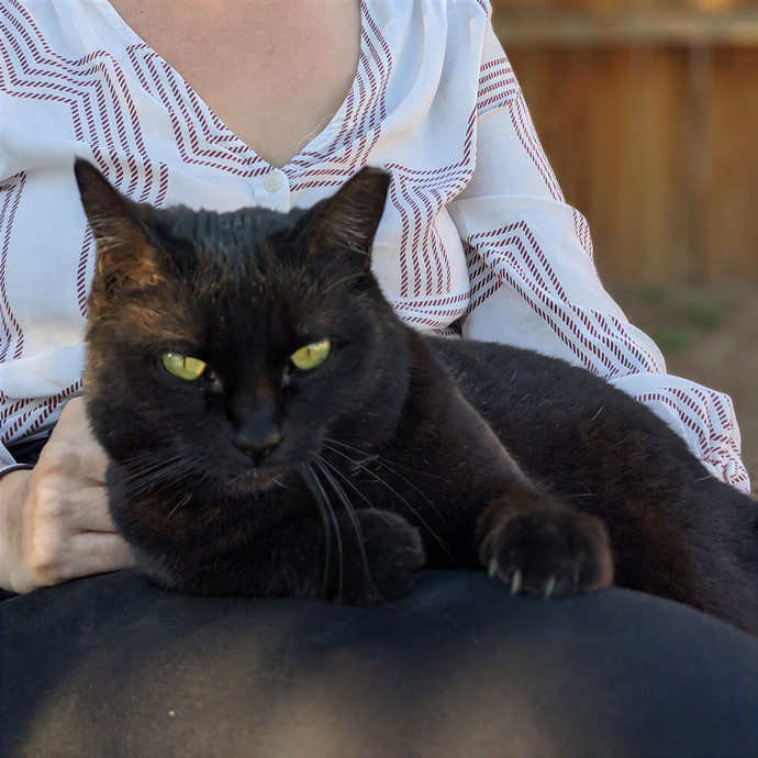 Christi's Cool Cats Club photo 3