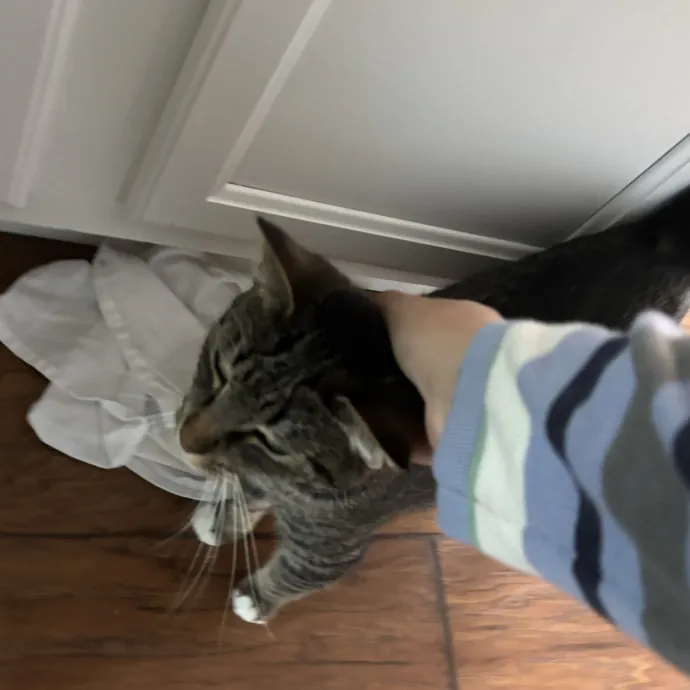 The Cat Whisperer