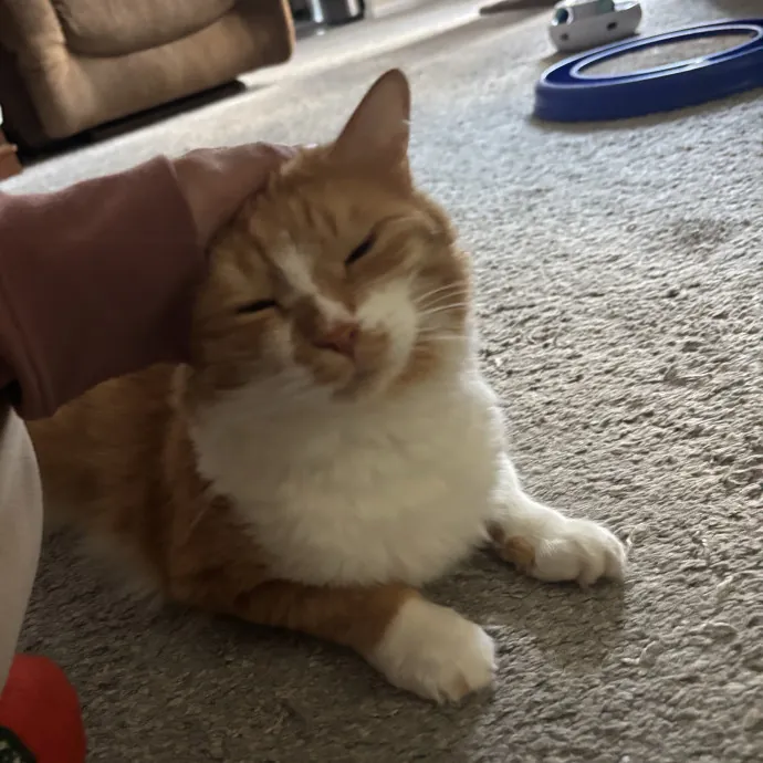 The Cat Whisperer