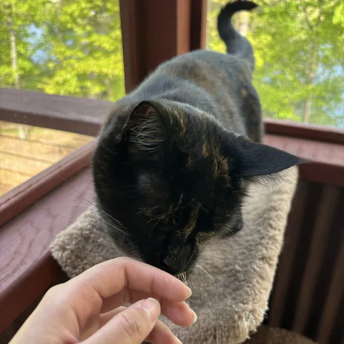 The Cat Whisperer