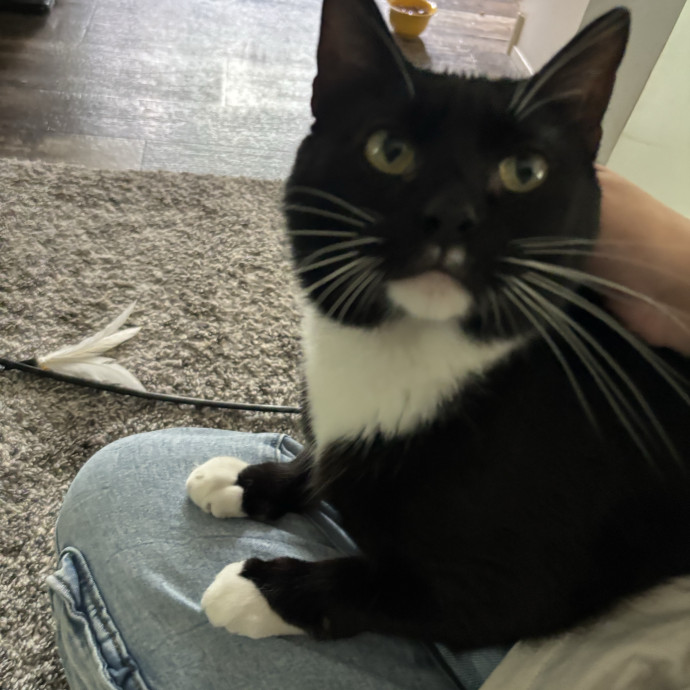 The Cat Whisperer