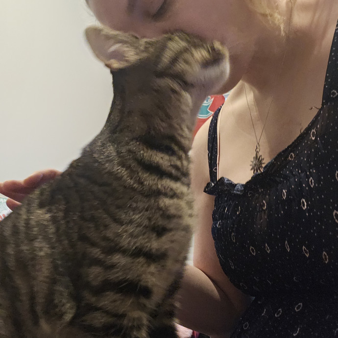 Cat-Oholics Anon Member